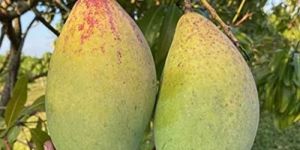 Kilichundan Mango