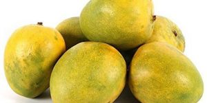 Malgova Mango
