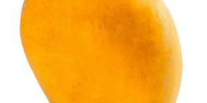 Ratnagiri Alphonso Mango