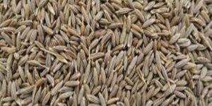 Europe Quality Cumin Seeds