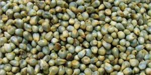 Green Millet Seeds