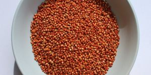 Red Sorghum Seeds