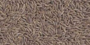 Singapore Quality Cumin Seeds
