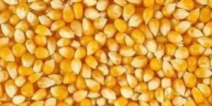 Yellow Maize Seeds