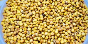 Yellow Sorghum Seeds