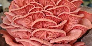 Fresh Pink Oyster Mushrooms