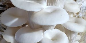 Fresh White Oyster Mushroom