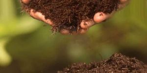 Organic Coco Peat Powder