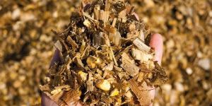 Fresh Green Corn Silage