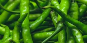 Fresh Green Chillies