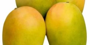 Fresh Kesar Mango