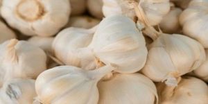 Premium Garlic Bulbs