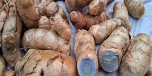 Black Turmeric Bulbs