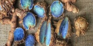 Fresh Black Turmeric Bulbs