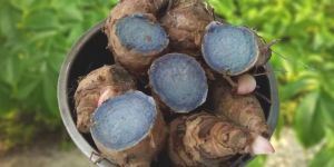 Raw Black Turmeric Bulbs