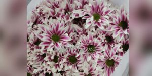 Cyric Pink Santini Flower