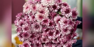 dainty pink chrysanthemum flower