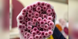 Dark Pink Button Chrysanthemum Flower