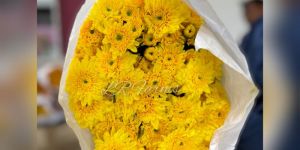 Yellow Chrysanthemum Flower