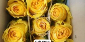 Gold Strike Yellow Rose Flower