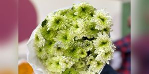 green chrysanthemum flower