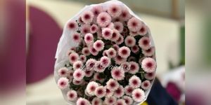 light pink button calimero flower