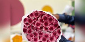 lollipop pink chrysanthemum flower