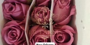 New Orleans Rose Flower