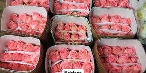Nobless Rose Flower