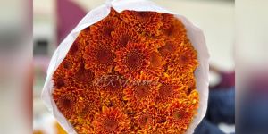 Orange Chrysanthemum