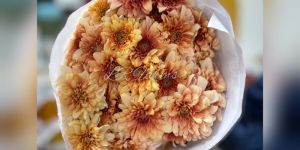 peach chrysanthemum flower