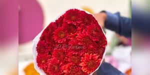 rare red chrysanthemum flower