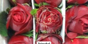 Red Rose Cut Flower