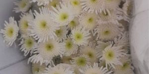 spider white chrysanthemum flower