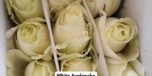 White Avalanche Rose Flower