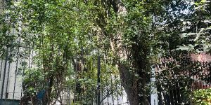 Tree Pruning Service