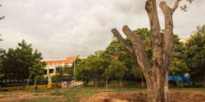 Tree relocation service