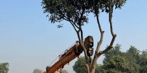 tree stump grinding service