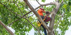 Tree Trimming