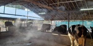Dairy Farm Cooling System