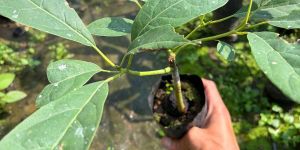 Hass Avocado Plant