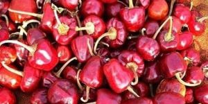 Dried Red Mundu Chillies