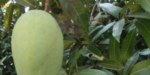 Fresh Mango