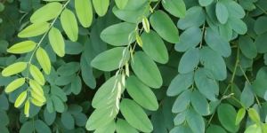 INDIGO LEAF