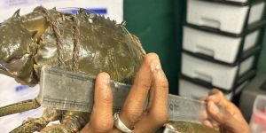 Frozen Crab