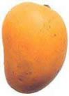 Alphonso Mango