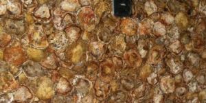 Petrified Wood Slabs