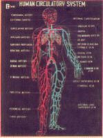 Fiber Glass Circulatory System Model