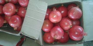 Fresh Vegetables and Fruits Reg