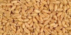 Wheat